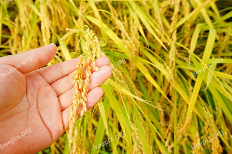 Ch Rice Autumn Harvest Free Photos