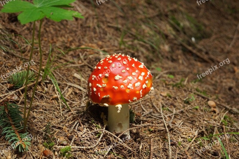 Fly Agaric Red Fly Agaric Mushroom Amanita Muscaria Nature Forest