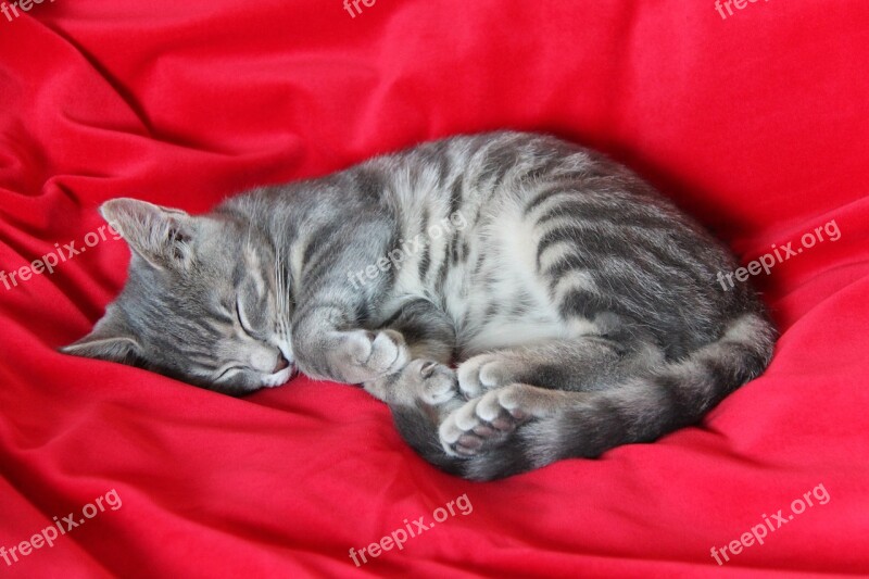 Sleep Kitten Rest Kittens Cute Cat