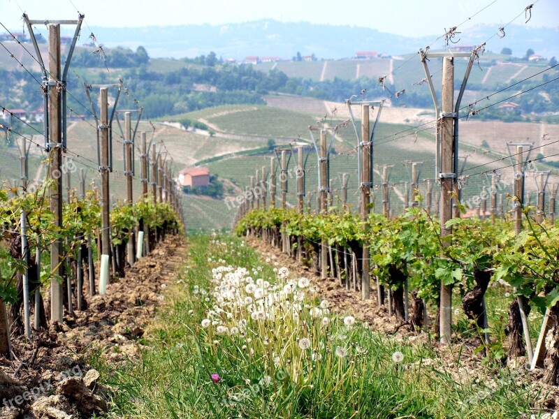 Winery Tuscany Piedmont Agriculture Vineyard