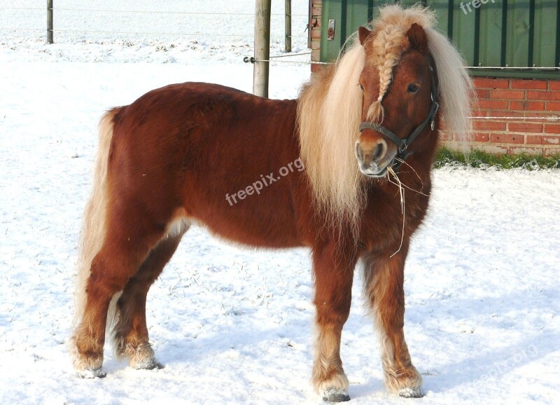 Horse Pony Pasture Snow Landscape