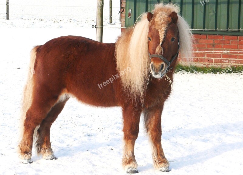 Horse Pony Pasture Snow Landscape