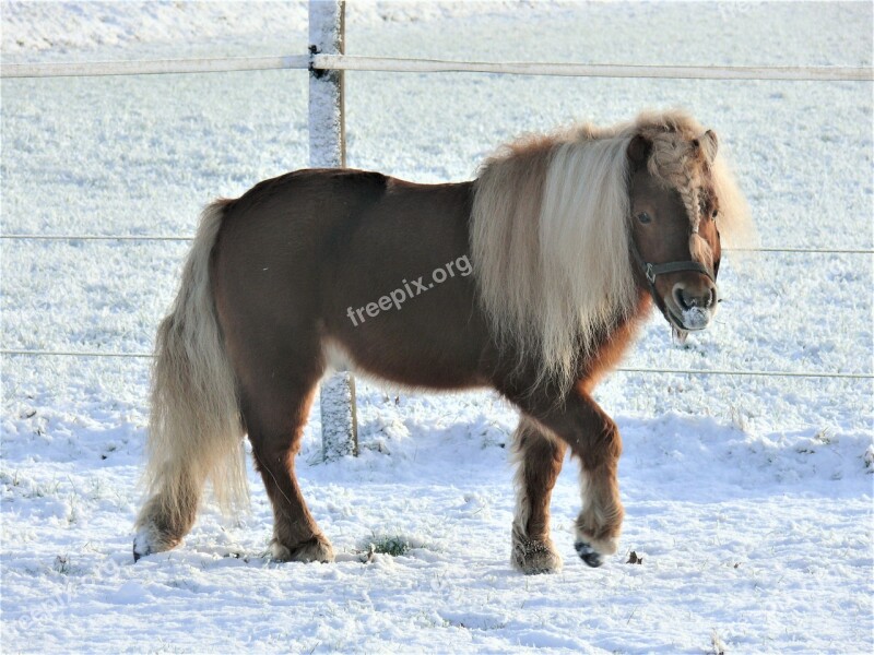 Horse Pony Pasture Snow Landscape