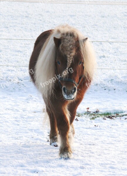 Horse Pony Pasture Snow Landscape