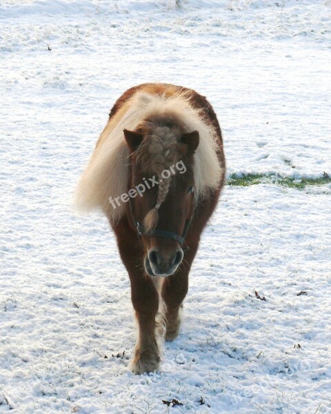 Shetlander Snow Pasture Stallion Nature