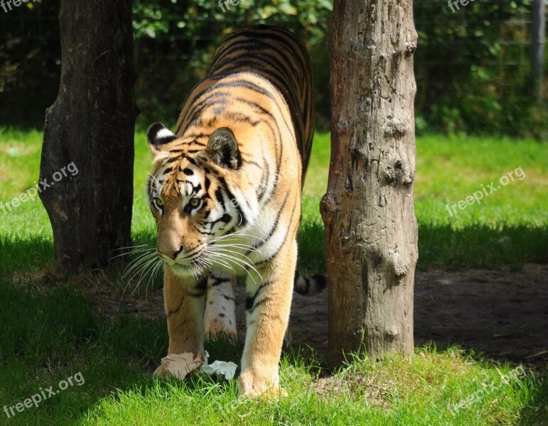 Tiger Zoo Big Cat Wildcat Free Photos