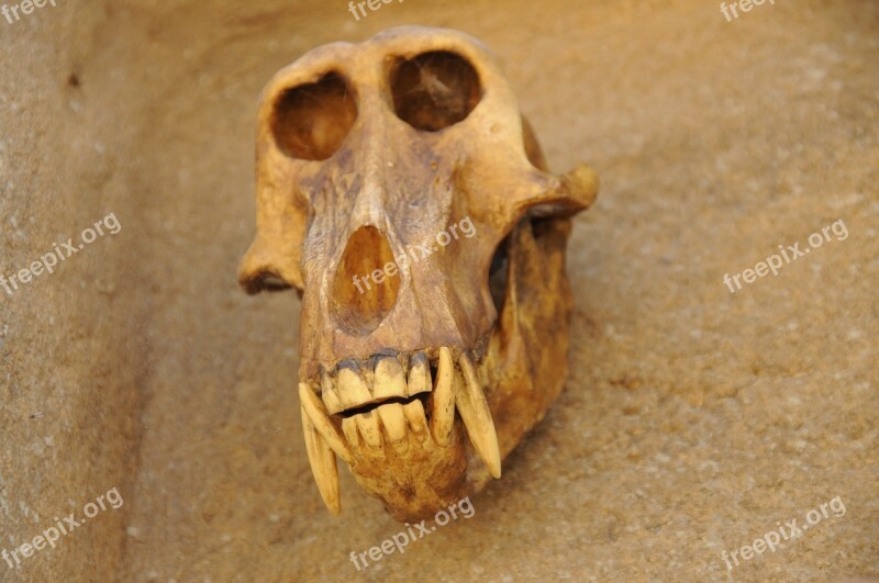 Skull Animal Head Skull Bone Free Photos