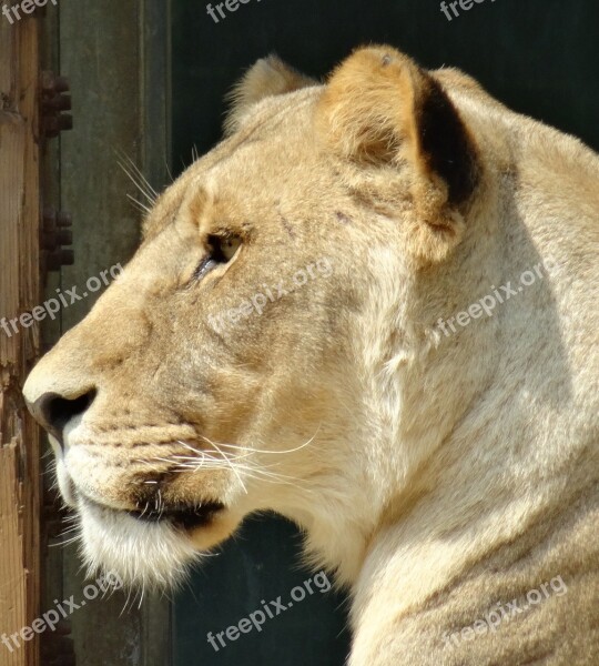 Lioness Zoo Lion Females Close Up Big Cat