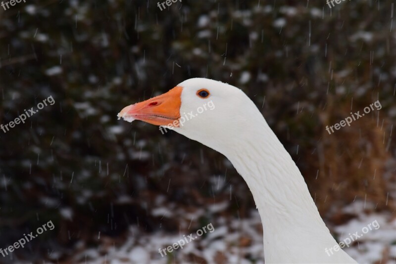 Goose Snow Winter White Animal