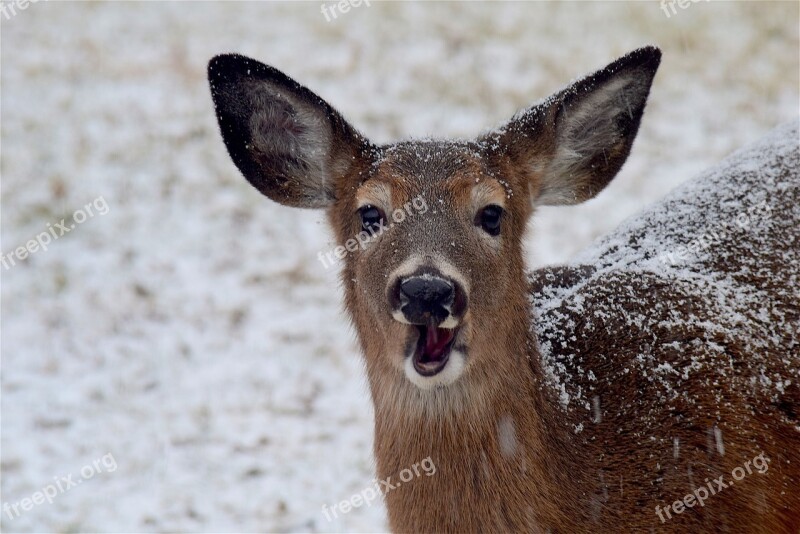 Deer Snow Winter White Brown