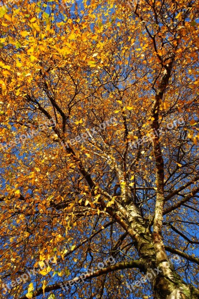 Birch Autumn Leaves Amsterdam Colorful