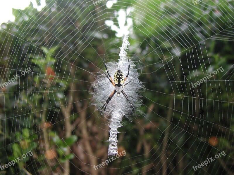 Yellow Garden Spider Web Macro Insect Outdoors