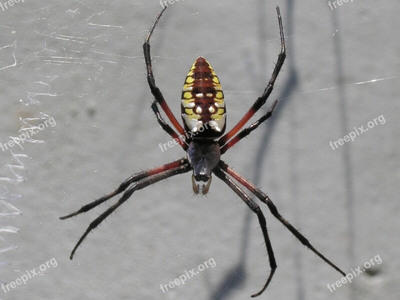 Yellow Garden Spider Web Macro Insect Nature