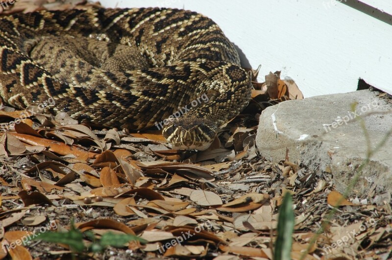 Eastern Diamondback Rattlesnake Viper Poisonous Reptile Wildlife