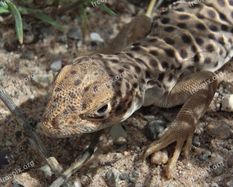 Lizard Long Nose Leopard Close Up Macro Reptile