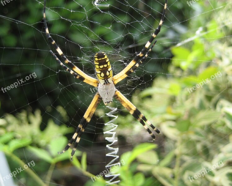 Yellow Garden Spider Web Macro Insect Nature