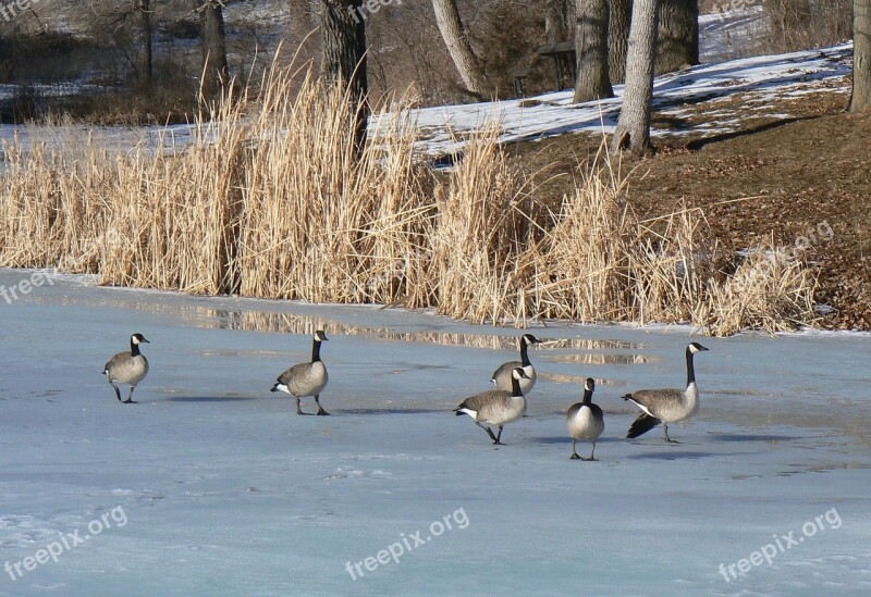 Canada Geese Ice Frozen Lake Birds