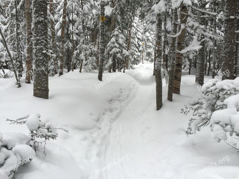 Racket Snow Winter Winter Landscape Fir