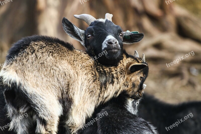 Goats Kid Breeding Zoo Free Photos