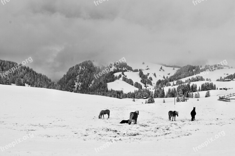 Alp Siusi Snow Horses Winter Mountain