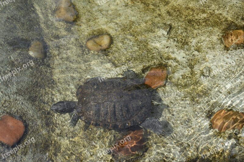 Turtles Water Expensive Summer Zoo