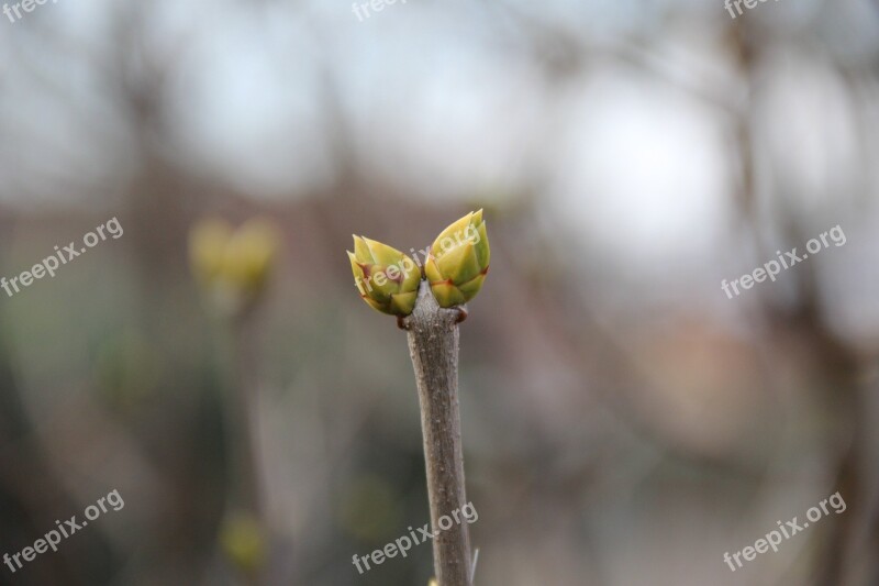 Spring Bud Shoots Free Photos