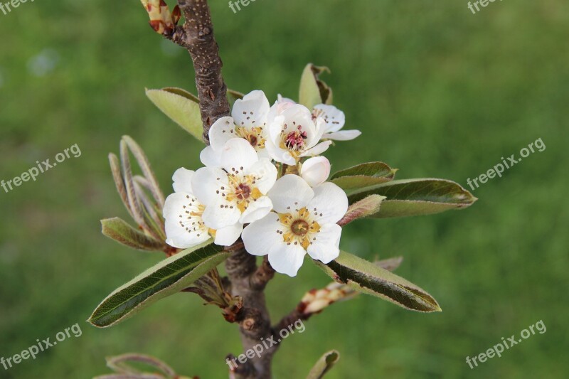 Apple Blossom White Blossom Spring Fruit Tree Free Photos