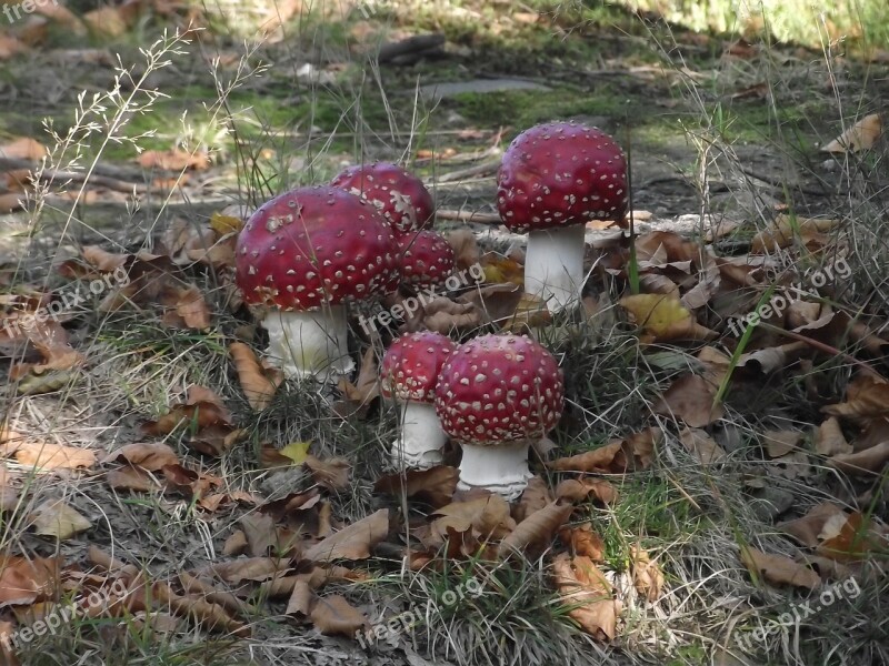 Mushrooms Toadstools A Few Red Still Life