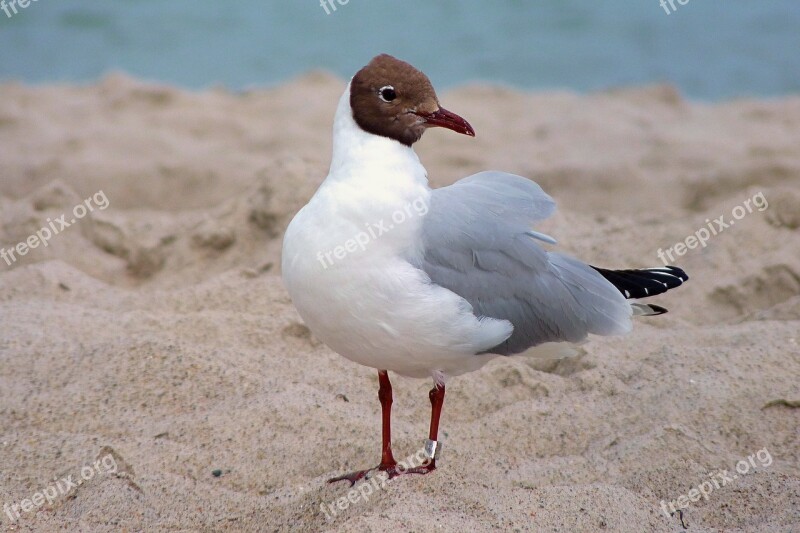 Seagull Beach Baltic Sea Vacations Holidays