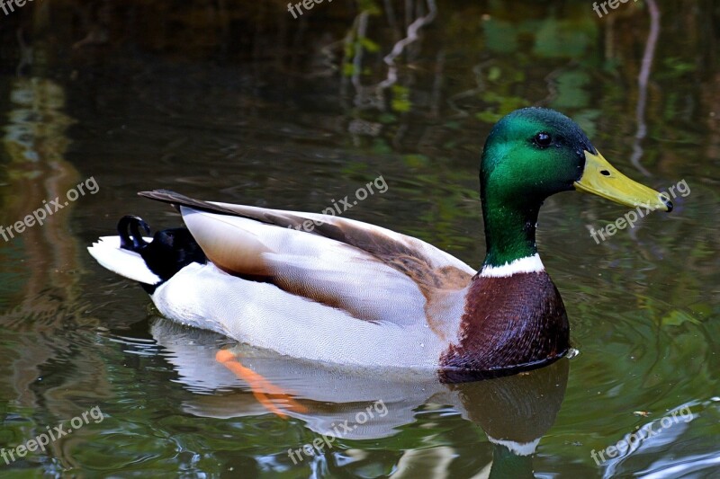 Duck Mallard Drake Colorful Water