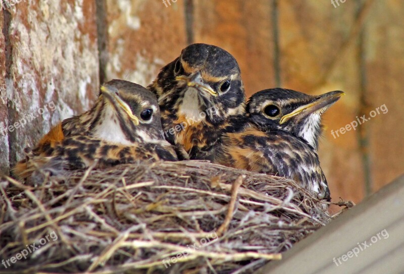 Baby Birds Baby Robins Robins Babies In Nest Young Birds