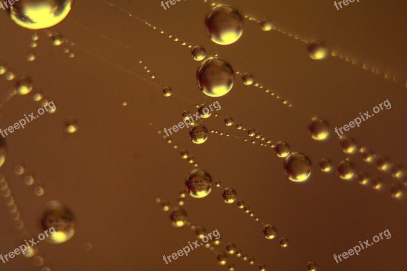 Drip Morgentau Close Up Dewdrop Free Photos