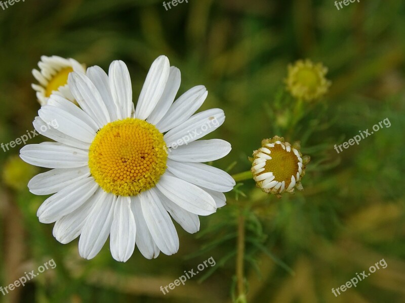 White Flower Blossom Bloom Pointed Flower