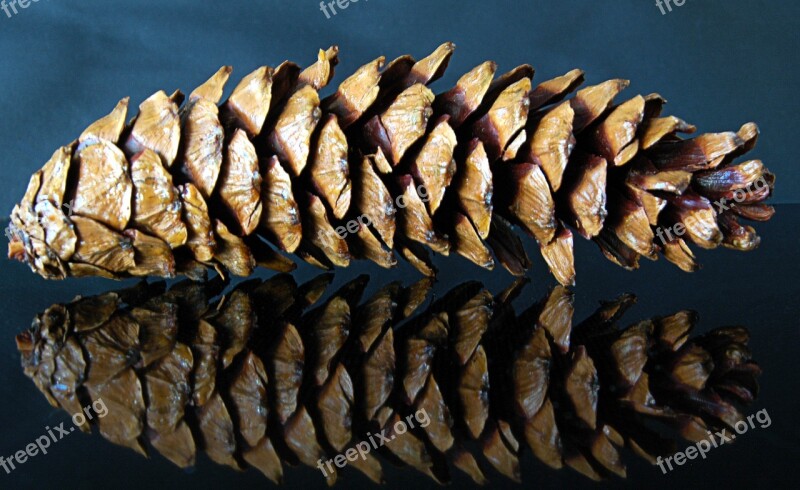 Pine Cones Tap Mirroring Fir Tree Nature