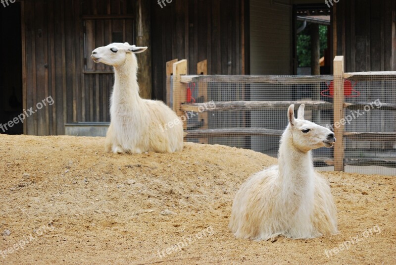 Animal Nature Zoo Llama Wild