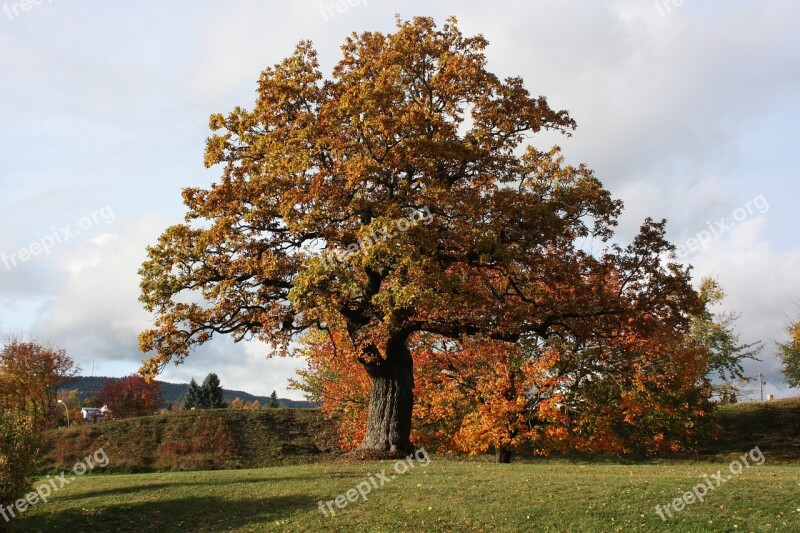 Three The Nature Of The Autumn Outdoors Free Photos