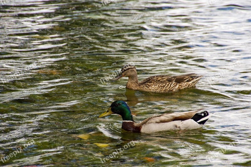 Ducks Anatidi Anas Platyrhynchos Duck Male Rouen Rouen Duck Female