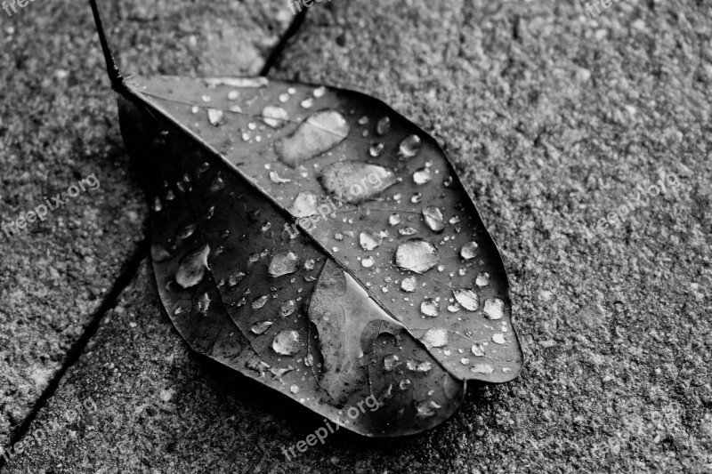 Leaf Nature Black And White Plant Of Course