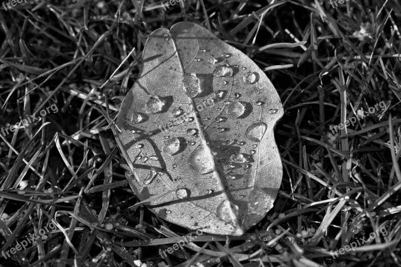 Leaf Nature Black And White Plant Of Course