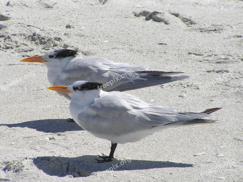 Florida Royal Tern Royal Terns Beach Delnor-wiggins Pass State Park