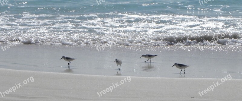 Cuba Cayo Largo Beach Sanderling Free Photos