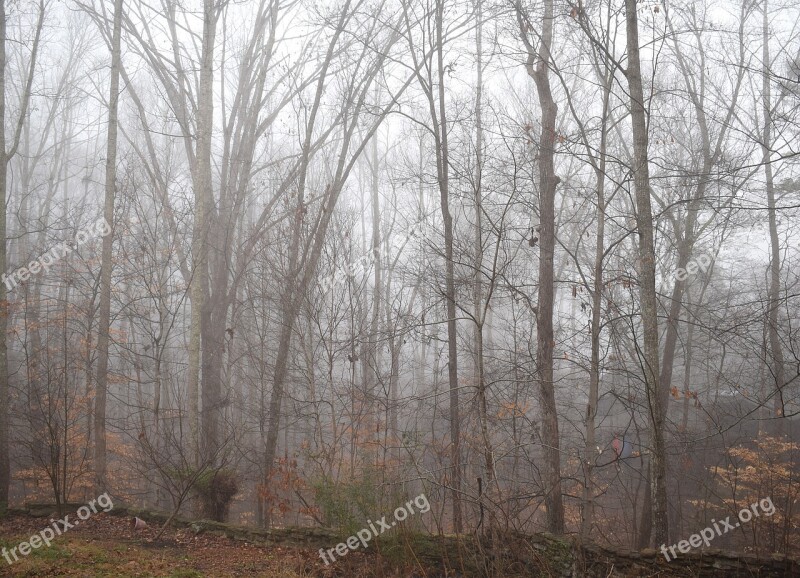 Trees Through The Fog Winter Tree Plant Nature