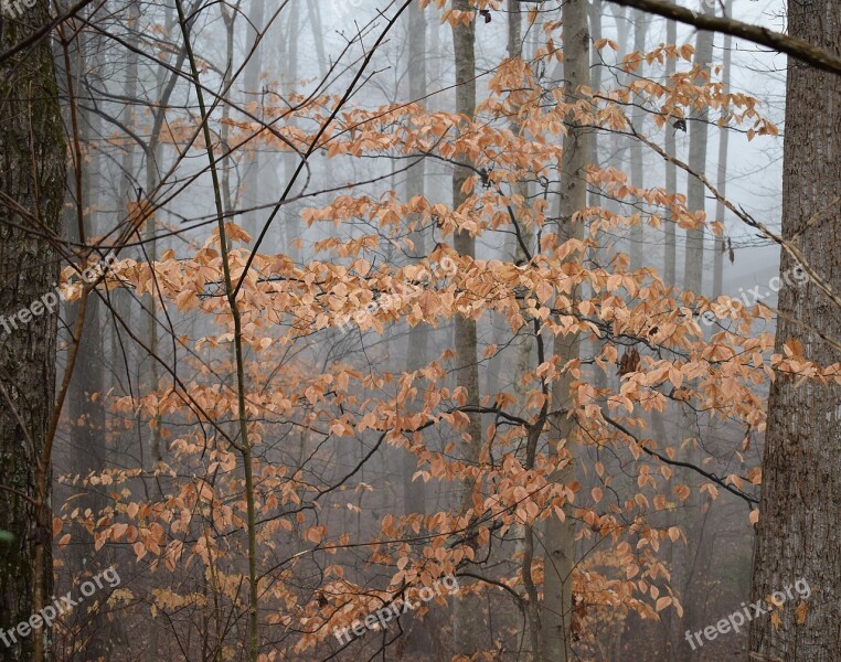 Beech Tree Winter Beech Plant Nature