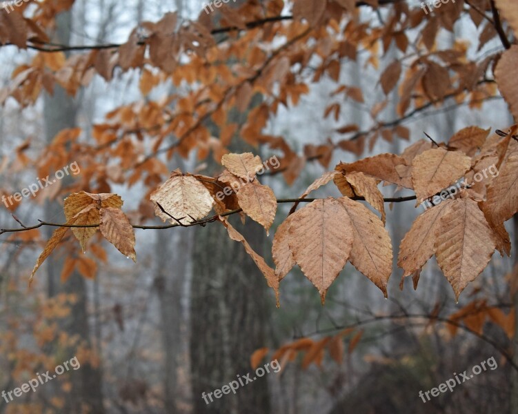 Beech Leaves Beech Tree Leaves Foliage