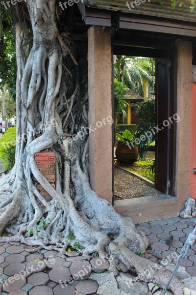 Tree Roots Overgrown Tree Root Temple