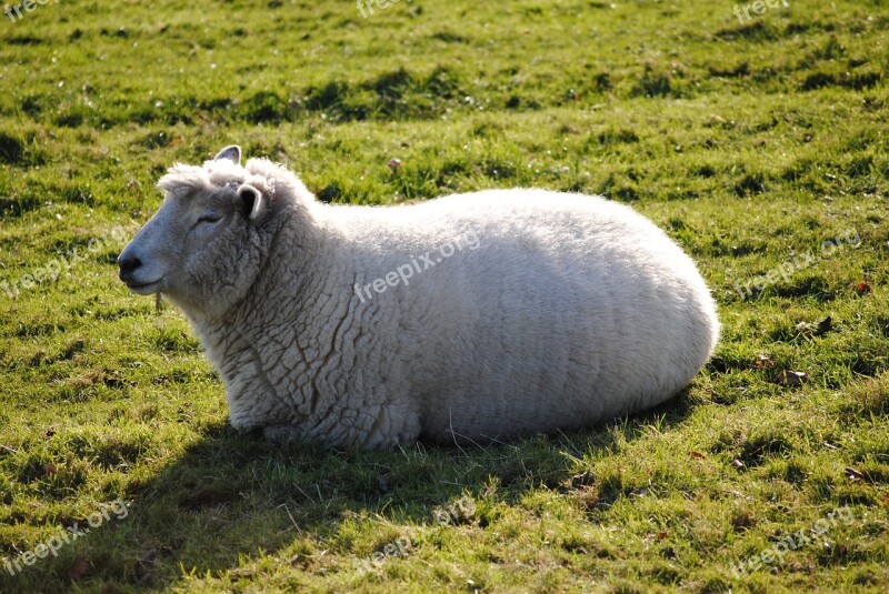 Sheep Field Farm Nature Animal