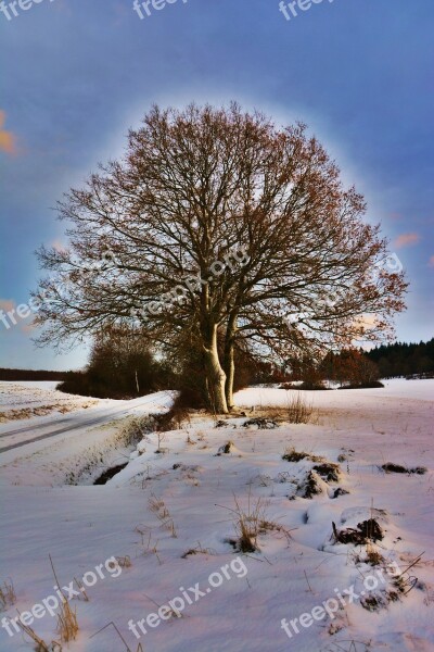 Wintry Winter Mood Tree Snowy Snow