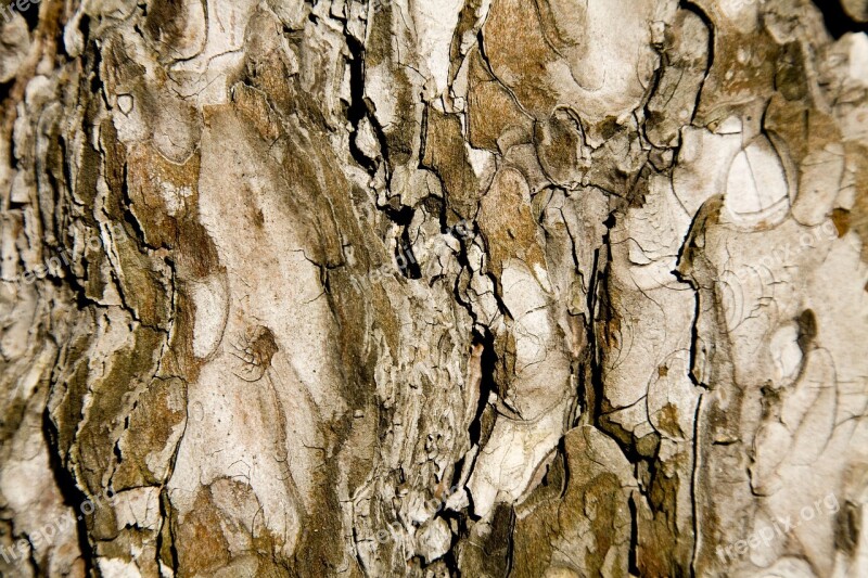 Tree Texture Brown Macro Timber