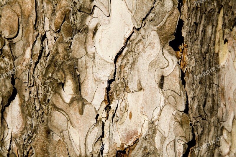 Texture Tree Shell Detail Macro