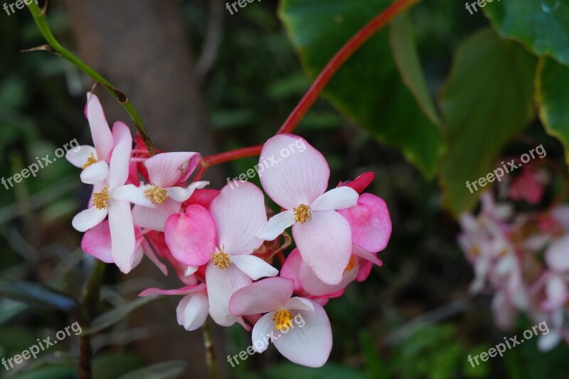 El Salvador Pink Flowers Violets Petals